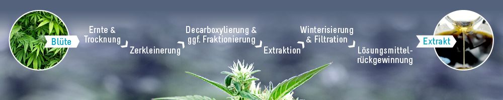Vom Rohstoff zum Extrakt